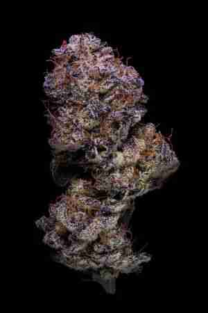 I12 Winner JayBird - Blueberry Sugar