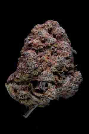 I26 2nd Place Affinity Grow - Sunshine Daydream